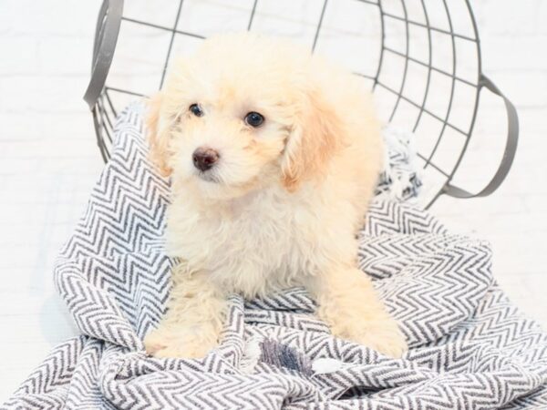 Bichon Poo DOG Female Cream 35821 Petland Novi, Michigan