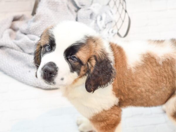 Saint Bernard DOG Male Brown / White 35822 Petland Novi, Michigan