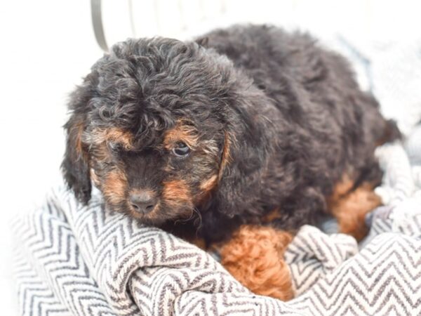 Cavapoo F1-DOG-Female--35823-Petland Novi, Michigan