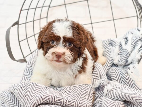 Havachon DOG Female Brown / White 35824 Petland Novi, Michigan