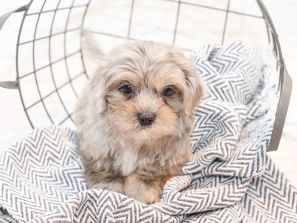 Daisy Dog-DOG-Male--35825-Petland Novi, Michigan