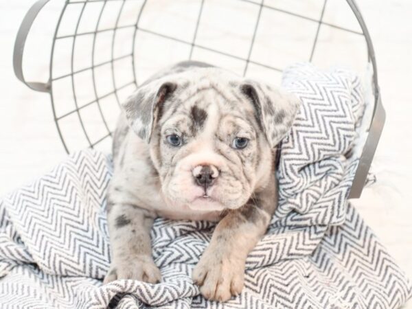 Mini Bullies DOG Male Blue Merle 35826 Petland Novi, Michigan