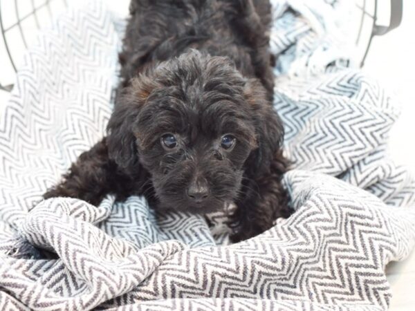 Yorkie Poo DOG Male Blk tan 35827 Petland Novi, Michigan