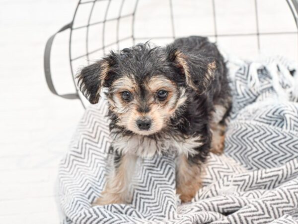 Yorkie Poo-DOG-Female--35828-Petland Novi, Michigan