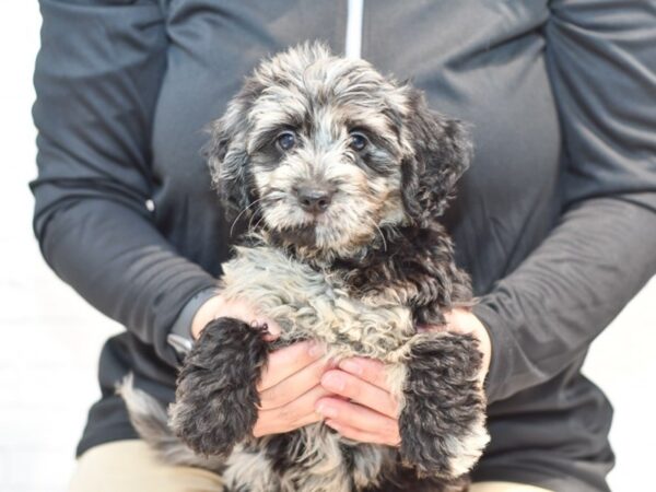 Mini Goldendoodle-DOG--Blue Merle-35830-Petland Novi, Michigan