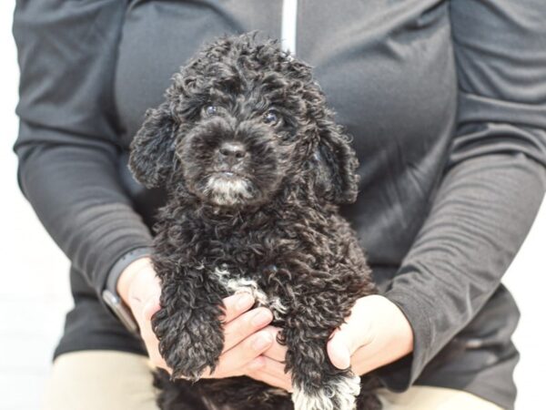 Mini Goldendoodle-DOG--Black-35829-Petland Novi, Michigan