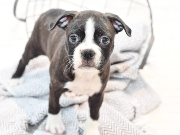 Boston Terrier DOG Male Brindle / White 35831 Petland Novi, Michigan