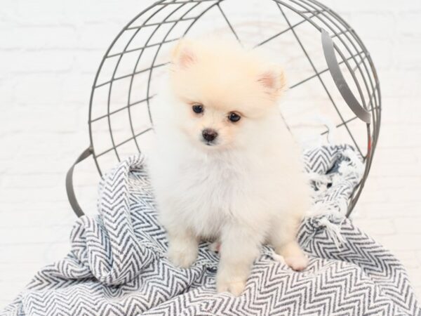 Pomeranian-DOG-Female--35832-Petland Novi, Michigan