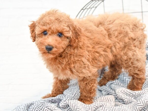 Maltipoo-DOG-Female-Red-35833-Petland Novi, Michigan