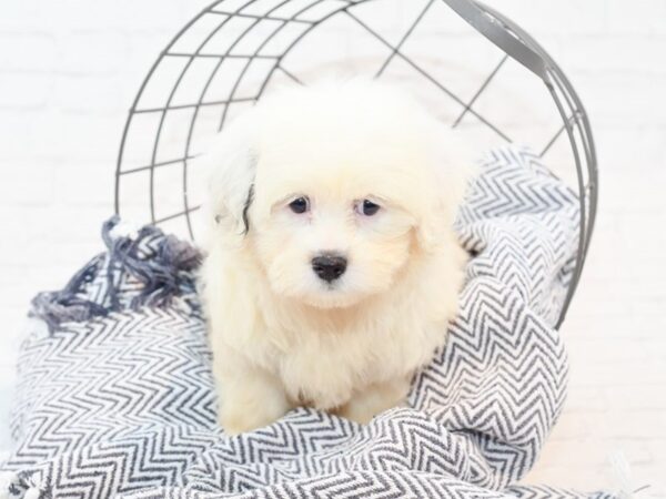 Teddy Bear-DOG-Female-Black / White-35834-Petland Novi, Michigan