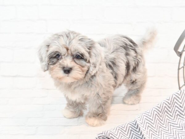 Daisy Dog-DOG-Female--35835-Petland Novi, Michigan