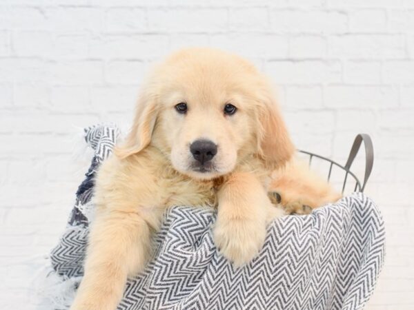 Golden Retriever DOG Male Gold 35836 Petland Novi, Michigan