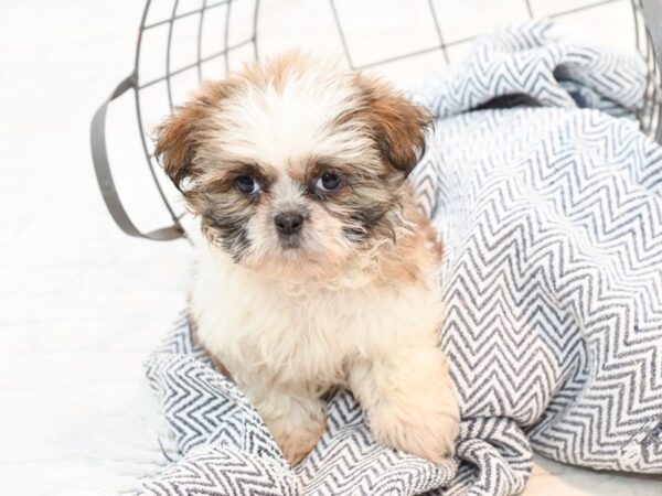 Shih Tzu DOG Male Sable / White 35837 Petland Novi, Michigan