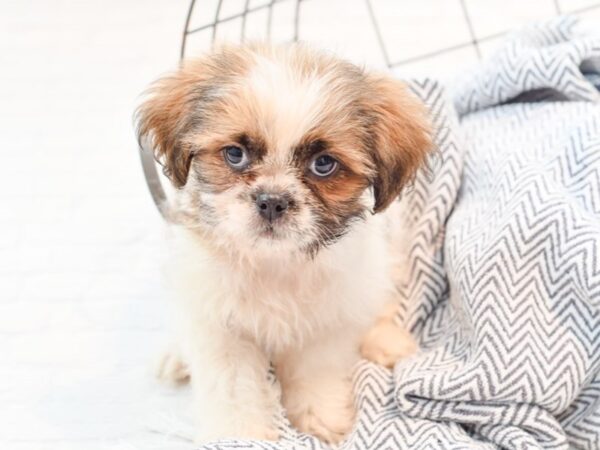 Peke A Tzu DOG Male Sable / White 35838 Petland Novi, Michigan