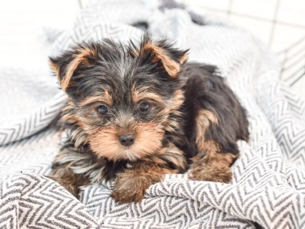 Yorkshire Terrier DOG Male Black / Tan 35839 Petland Novi, Michigan