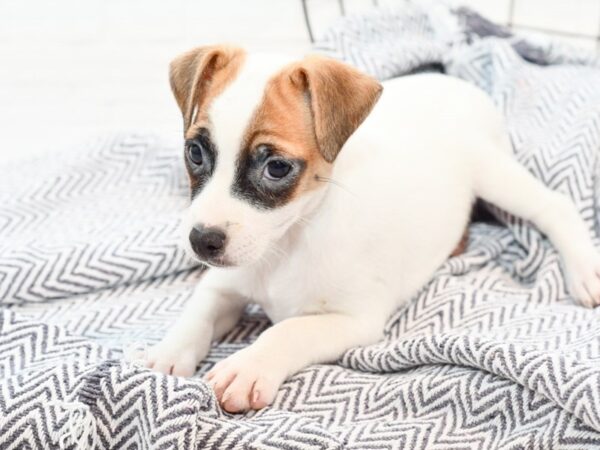 Jack Russell Terrier DOG Female White / Brown 35840 Petland Novi, Michigan