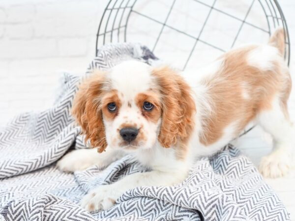 Cockalier DOG Male Blenheim / White 35841 Petland Novi, Michigan