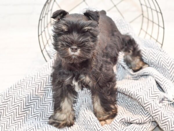 Miniature Schnauzer DOG Male Black / Silver 35844 Petland Novi, Michigan