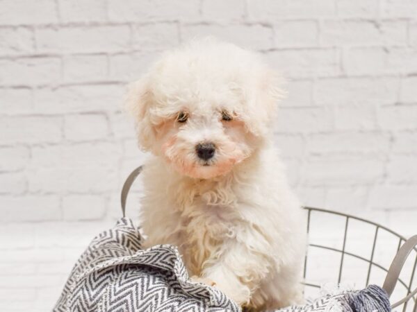 Bichon Frise DOG Male White 35847 Petland Novi, Michigan