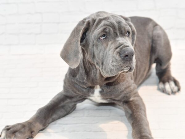 Neapolitan Mastiff DOG Female Blue 35848 Petland Novi, Michigan