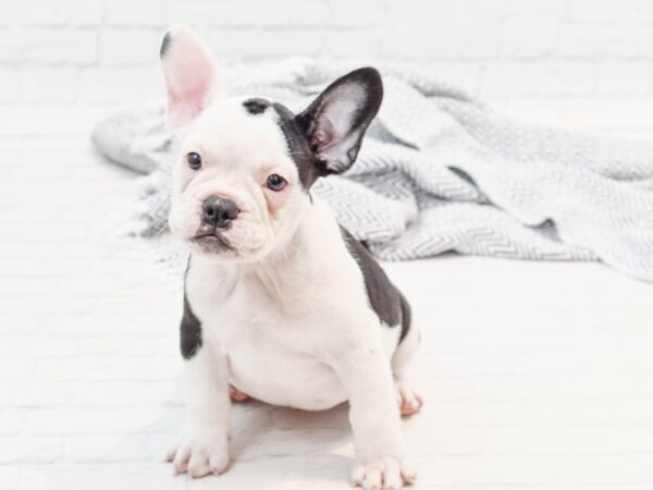 Mini Bullies-DOG-Male-Black & White-35849-Petland Novi, Michigan