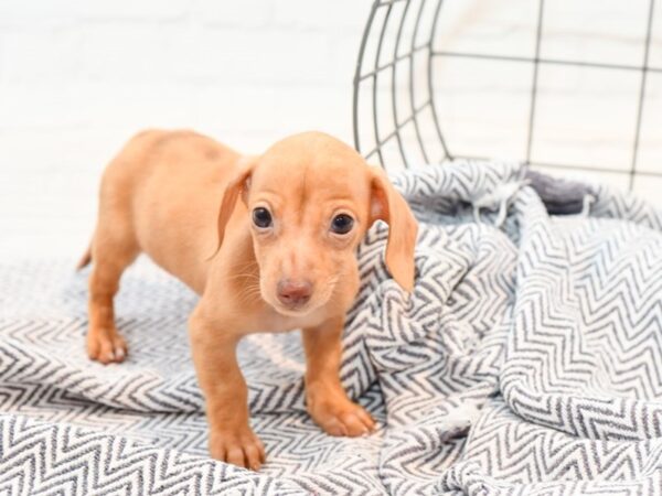 Dachshund DOG Female Chocolate White & Tan 35850 Petland Novi, Michigan