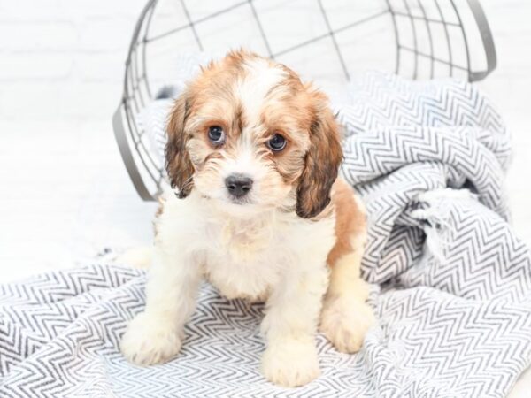 Cavachon DOG Male Blenheim 35851 Petland Novi, Michigan