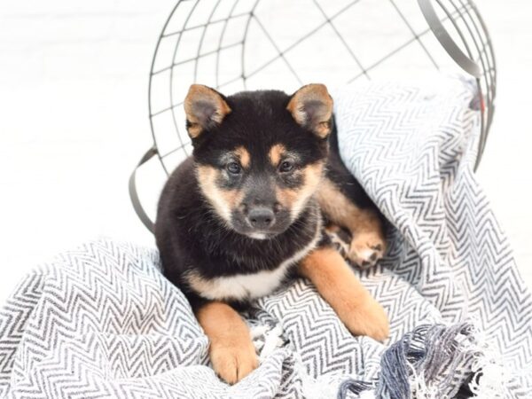 Shiba Inu DOG Male Black & Tan 35852 Petland Novi, Michigan