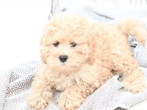 Cavapoo DOG Male Red 35853 Petland Novi, Michigan