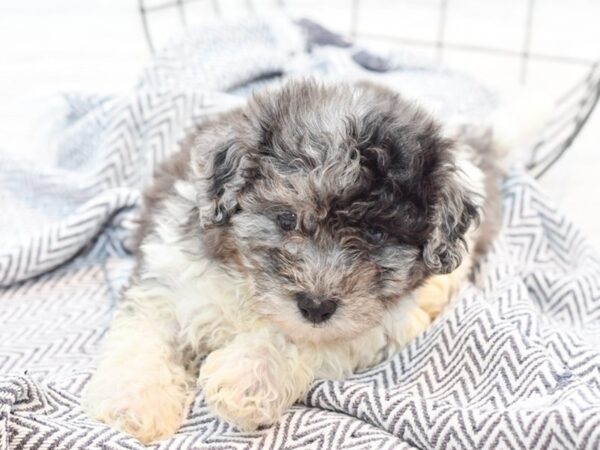 Bichonpoo DOG Male Chocolate & White 35854 Petland Novi, Michigan