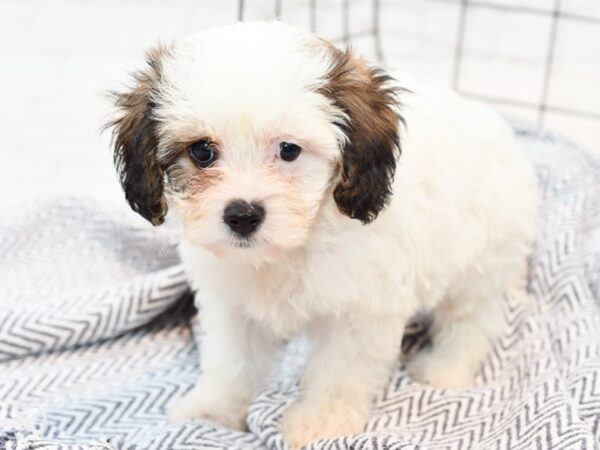 Cavachon DOG Female Sable & White 35855 Petland Novi, Michigan