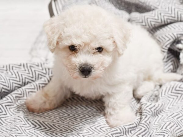 Bichon Frise DOG Male White 35856 Petland Novi, Michigan