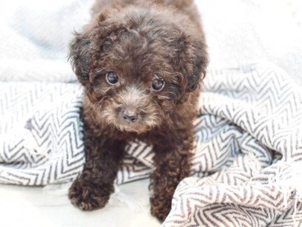 Maltipoo DOG Male White 35857 Petland Novi, Michigan