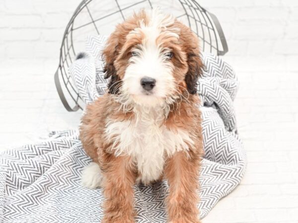 Bernedoodle DOG Female Red Tan & White 35858 Petland Novi, Michigan