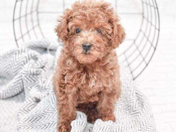 Mini Goldendoodle 2nd Gen DOG Female Red 35859 Petland Novi, Michigan