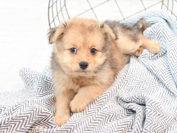 Pompoo-DOG-Male-Red-35860-Petland Novi, Michigan