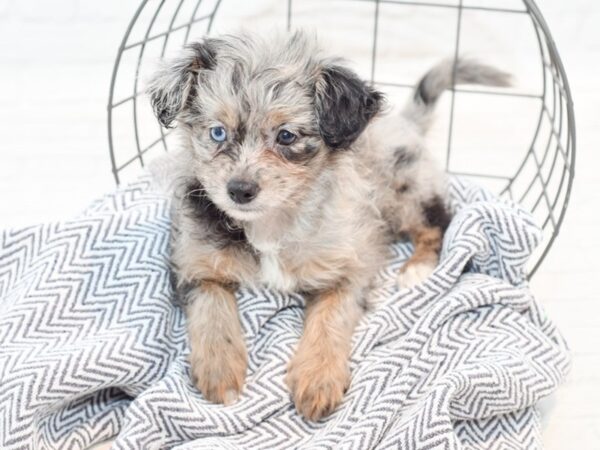 Pompoo DOG Female blue merle 35861 Petland Novi, Michigan