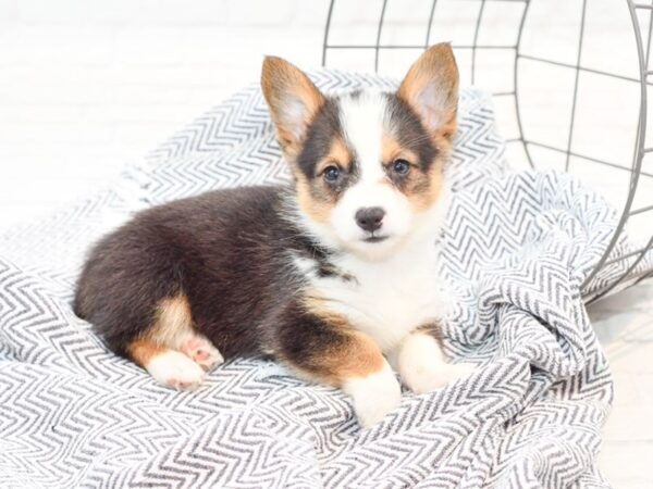 Pembroke/Cardigan Welsh Corgi-DOG-Female--35862-Petland Novi, Michigan