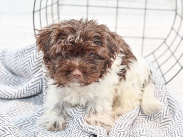 Havanese DOG Female 35864 Petland Novi, Michigan