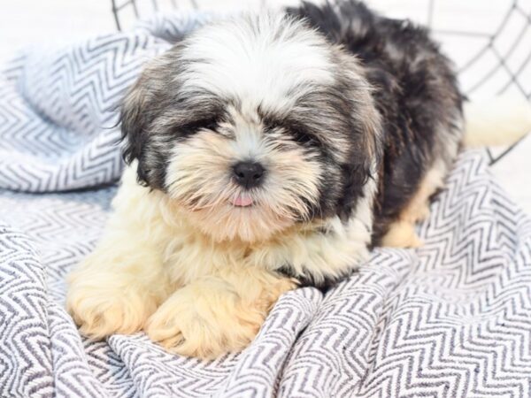 Shih Tzu DOG Male brn wh 35865 Petland Novi, Michigan