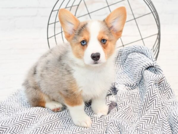 Pembroke/Cardigan Welsh Corgi-DOG-Male-Merle-35863-Petland Novi, Michigan