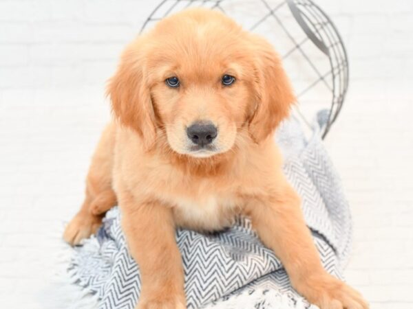 Golden Retriever-DOG-Male-Golden-35845-Petland Novi, Michigan