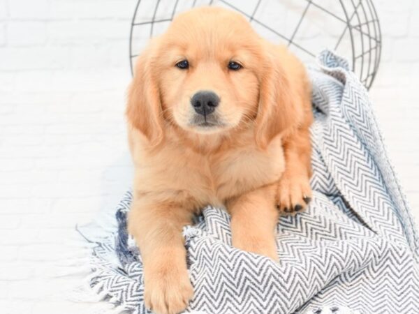 Golden Retriever DOG Female Golden 35846 Petland Novi, Michigan