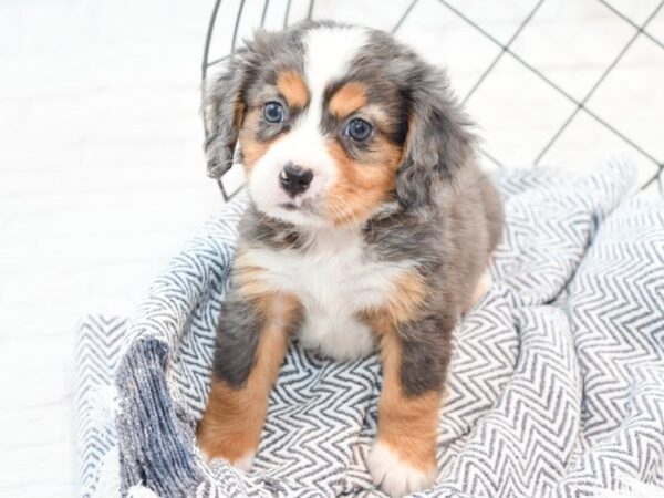 Miniature Bernese Mountain Dog DOG Male Merle 35866 Petland Novi, Michigan