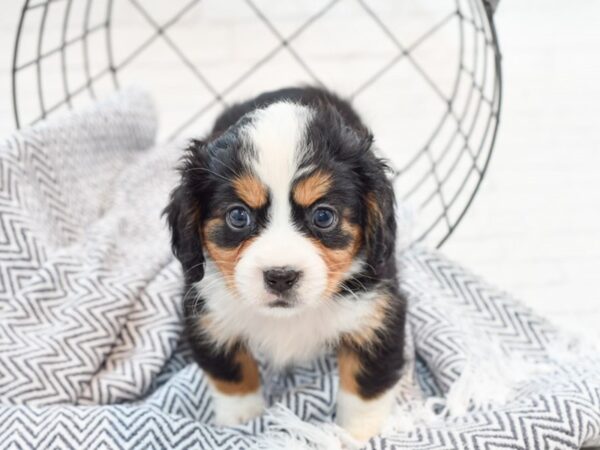 Miniature Bernese Mountain Dog DOG Female 35867 Petland Novi, Michigan