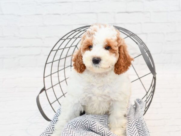 Moyen Poodle DOG Female Red Prti 35868 Petland Novi, Michigan