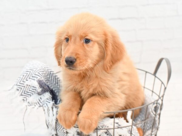 Golden Retriever DOG Male Gold 35869 Petland Novi, Michigan