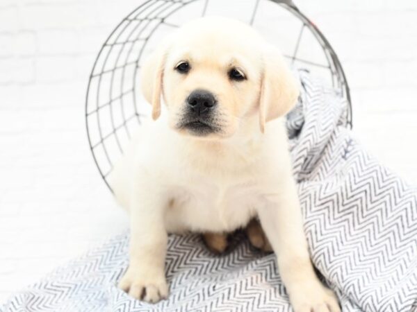 Labrador Retriever-DOG-Male-Yellow-35870-Petland Novi, Michigan