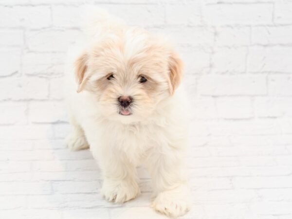 Shih Malt DOG Female Tan / White 35871 Petland Novi, Michigan