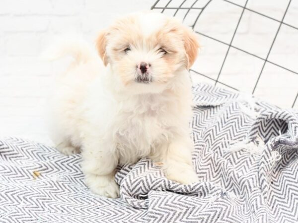 Shih Malt DOG Female Brown / White 35872 Petland Novi, Michigan